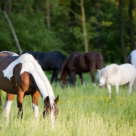 Alloggio per agriturismo Stary Mlyn Wilczkowice *